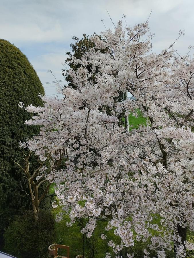 Bed & Breakfast La Quercia Di Mery *